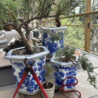 Beginners Bonsai Workshop Saturday, May 9th from 1:00 - 4:00 pm